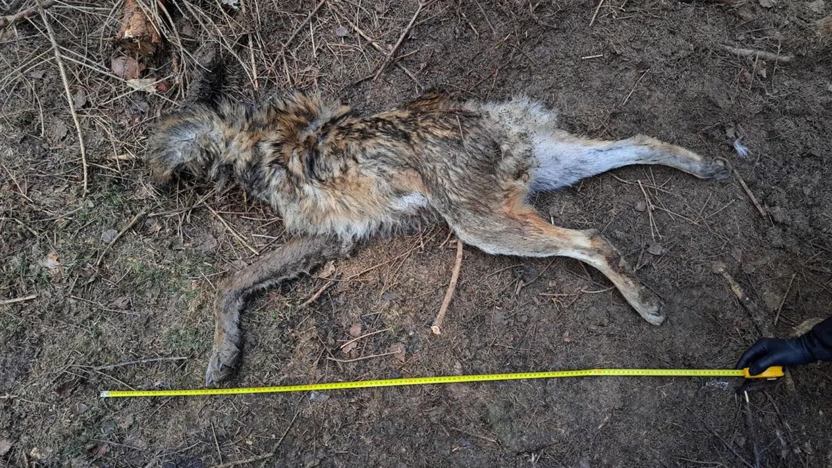 Zastřelil vlka a uřízl mu hlavu a ocas. Policie případ odložila